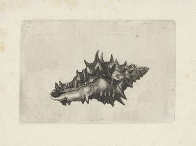 Kabuk, vasum seramik Kabuklar (seri başlığı) by Wenceslaus Hollar