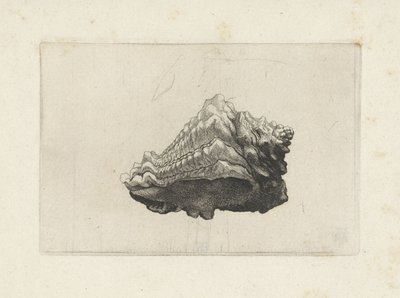 Kabuk, vasum muricatum doğumlu Kabuklar (seri başlığı) by Wenceslaus Hollar