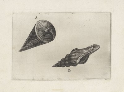 Kabuklar, teleskopik telescopium (A) ve fusinus laticostatus (B) Kabuklar (seri başlığı) by Wenceslaus Hollar