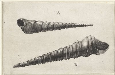 Kabuklar, turritella terebra (A) ve turritella duplicata (B) Kabuklar (seri başlığı) by Wenceslaus Hollar