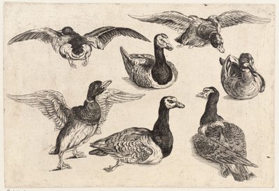 yedi ördek by Wenceslaus Hollar