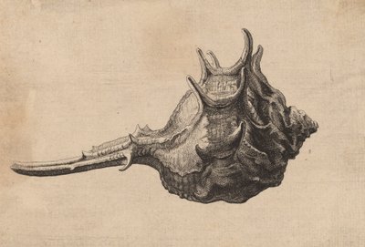 Shell Murex brandaris, c. 1645. by Wenceslaus Hollar