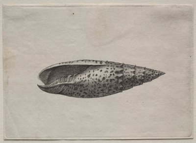 Kabuklar: Mitra papalis L, c. 1640