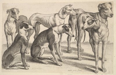 Altı Tazı, 1646. by Wenceslaus Hollar
