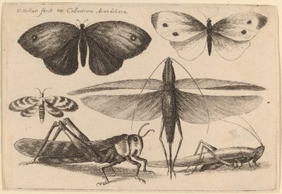 Altı Böcek by Wenceslaus Hollar
