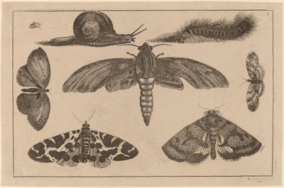 Altı Böcek, Bir Tırtıl ve Bir Salyangoz by Wenceslaus Hollar