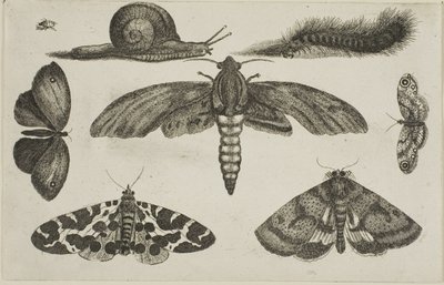 Altı Böcek, Tırtıl ve Salyangoz by Wenceslaus Hollar