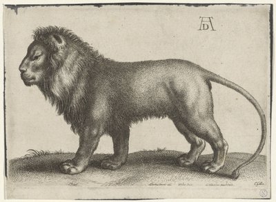 duran aslan by Wenceslaus Hollar