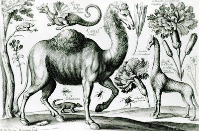 D. Loggan tarafından oyulmuş Hayvanlar ve Çiçekler Çalışması by Wenceslaus Hollar