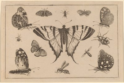 Kırlangıç Kuyruklu Kelebek ve Diğer On İki Böcek by Wenceslaus Hollar