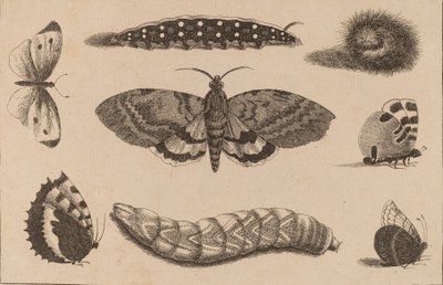 Üç Tırtıl, Bir Güve ve Dört Kelebek. by Wenceslaus Hollar