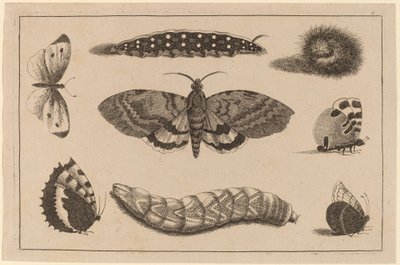 Üç Tırtıl, Bir Güve ve Dört Kelebek by Wenceslaus Hollar