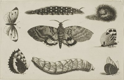 Üç Tırtıl, Bir Güve ve Dört Kelebek by Wenceslaus Hollar