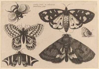 Üç Güve, İki Kelebek ve Bir Bombus Arısı by Wenceslaus Hollar