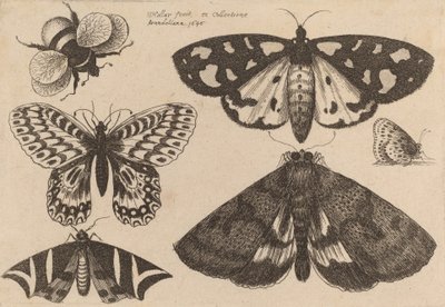 Üç Güve, İki Kelebek ve Bir Bombus Arısı, 1646. by Wenceslaus Hollar