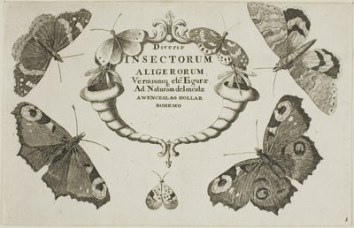 Çeşitli Böceklerden Başlık Sayfası by Wenceslaus Hollar