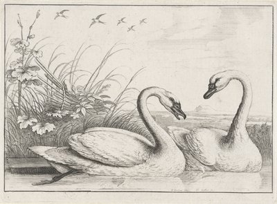 iki kuğu Diversae avium türleri (seri başlığı) Farklı kuşlar (dizi adı) by Wenceslaus Hollar