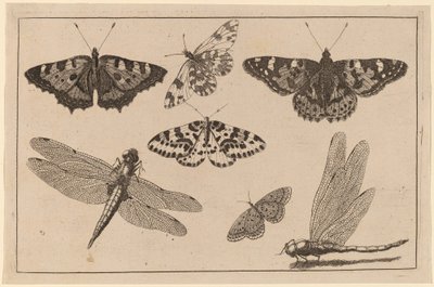 İki Yusufçuk ve Beş Kelebek by Wenceslaus Hollar