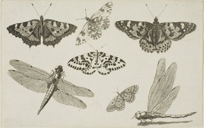İki Yusufçuk ve Beş Kelebek by Wenceslaus Hollar