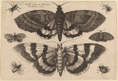 İki Güve ve Altı Böcek by Wenceslaus Hollar