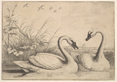İki Kuğu, 1654-58. by Wenceslaus Hollar
