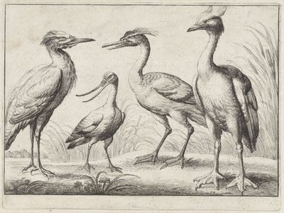 dört yürüyen kuş Farklı kuşlar (dizi adı) by Wenceslaus Hollar