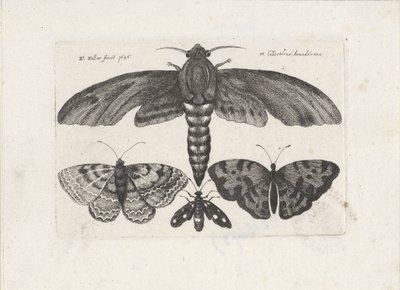 Kelebekler ve bir güve Böcekler (dizi adı) Muscarum Scarabeorum (dizi adı) by Wenceslaus Hollar