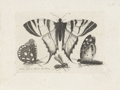 Kelebekler ve yaban arısı Böcekler (dizi adı) Muscarum Scarabeorum (dizi adı) by Wenceslaus Hollar