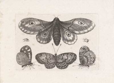 Kelebekler, böcekler ve bir güve Böcekler (dizi adı) Muscarum Scarabeorum (dizi adı) by Wenceslaus Hollar
