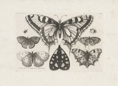 Kelebekler, böcekler ve bir güve Böcekler (dizi adı) Muscarum Scarabeorum (dizi adı) by Wenceslaus Hollar