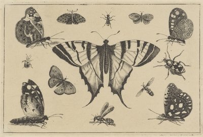 Kelebekler, yaban arısı ve diğer böcekler Çeşitli böcekler (dizi başlığı) Diversae Insectorum (dizi adı) by Wenceslaus Hollar