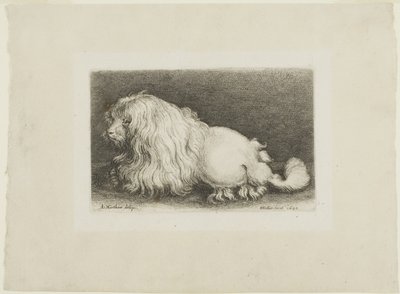 beyaz köpek by Wenceslaus Hollar
