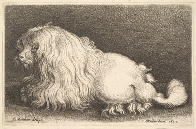 Beyaz köpek, 1649. by Wenceslaus Hollar