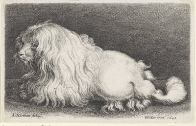 beyaz köpek by Wenceslaus Hollar