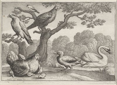Kuğu, civcivli tavuk ve diğer kuşlar Farklı kuşlar (dizi adı) by Wenceslaus Hollar