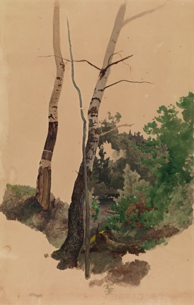 İki çıplak huş ağacı gövdesi ve çalılar by Werner Holmberg