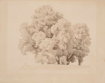 Yaprak ağacı grubu by Werner Holmberg
