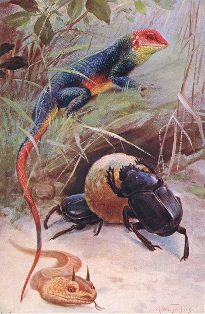 Bir Gama, Boynuzlu Engerek ve Kutsal Böcek, Wildlife of the World