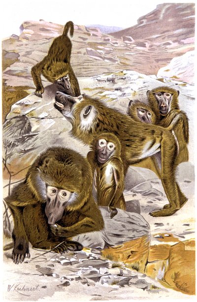 Babunlar by Wilhelm Kuhnert