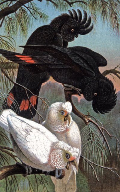 Banks'ın kakadusu, 1910 dolayları (resim) by Wilhelm Kuhnert
