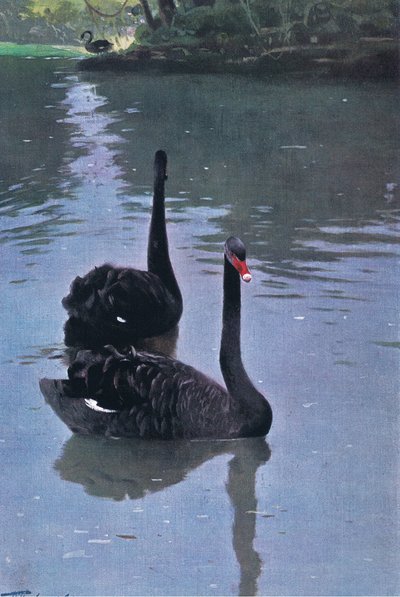 Kara Kuğu, Wildlife of the World