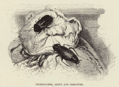 Hamamböceği, Yetişkin ve Olgunlaşmamış by Wilhelm Kuhnert