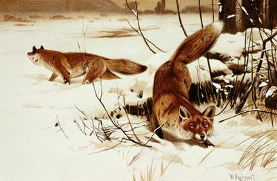 Fox, "Brehms Tierleben: Allgemeine Kunde des Tierreichs", cilt 2, s.174, Bibliographisches Institut tarafından yayınlanan plaka by Wilhelm Kuhnert