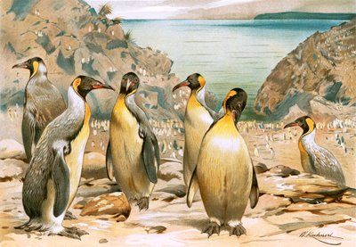 dev penguenler by Wilhelm Kuhnert