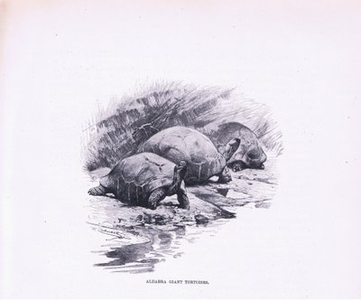 Dev Kaplumbağalar, Wildlife of the World