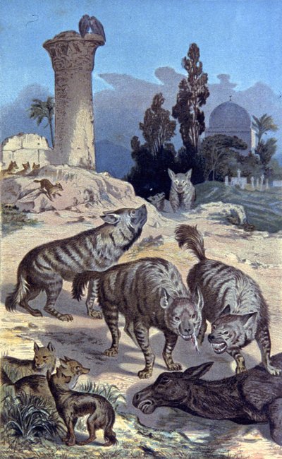 Sırtlan by Wilhelm Kuhnert