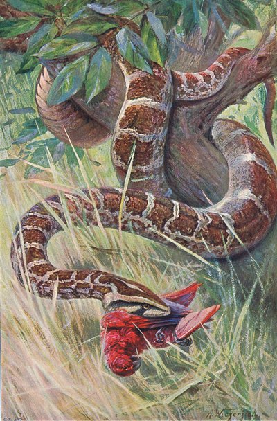 Frederick Warne & Co tarafından yayınlanan Wildlife of the World