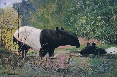 Indian Tapir, Wildlife of the World