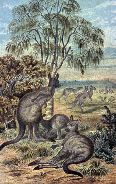 Kangurular by Wilhelm Kuhnert