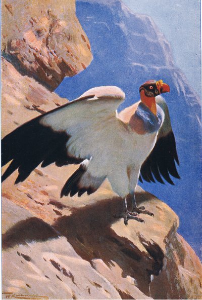 King Vulture, Wildlife of the World